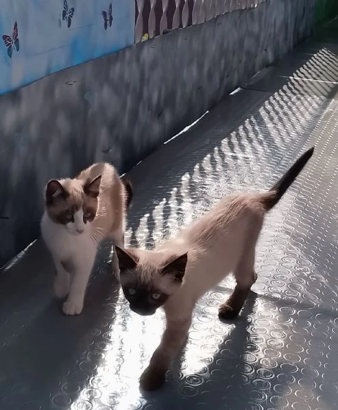 Gattini siamesi e snowshoe 