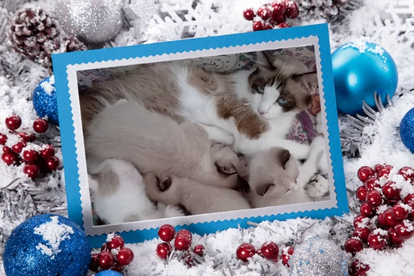 Gattini siamesi e snowshoe  | Foto 5