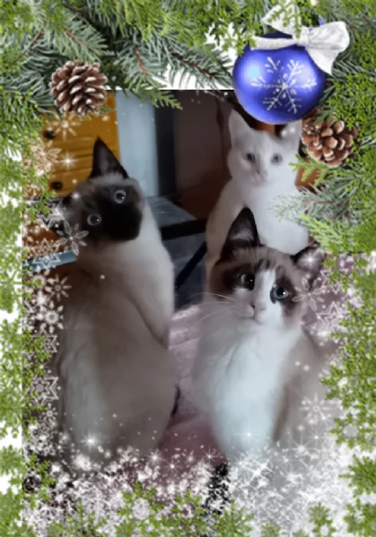 Gattini siamesi e snowshoe  | Foto 4