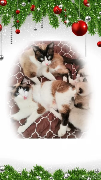 Gattini siamesi e snowshoe  | Foto 3