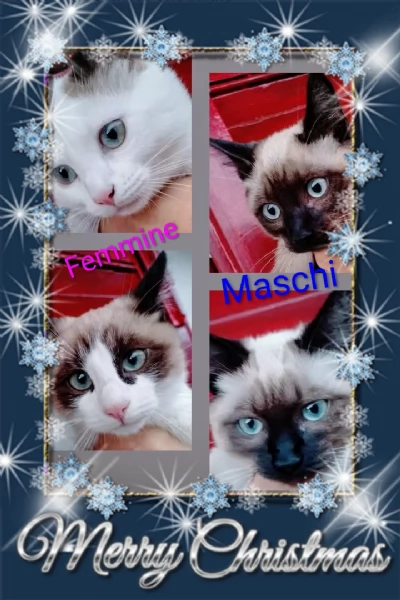 Gattini siamesi e snowshoe 