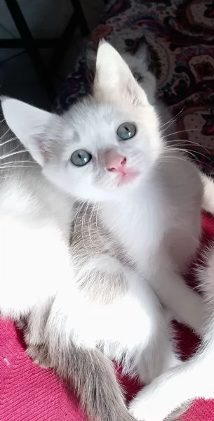 Gattini siamesi e snowshoe  | Foto 5