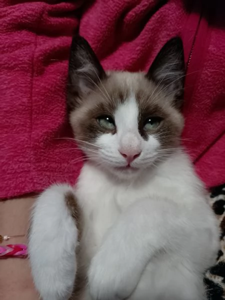 Gattini siamesi e snowshoe  | Foto 3