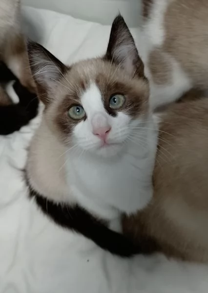Gattini siamesi e snowshoe  | Foto 2