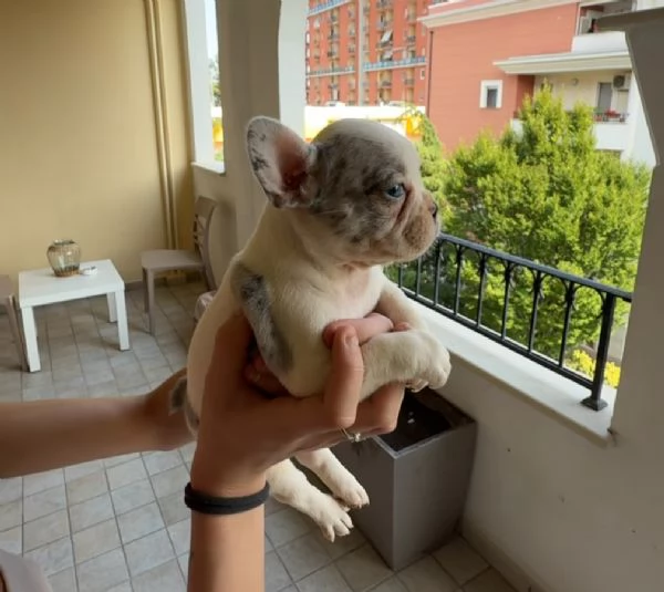 Cucciola di bulldog francese femmina