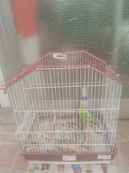 Cocorita 