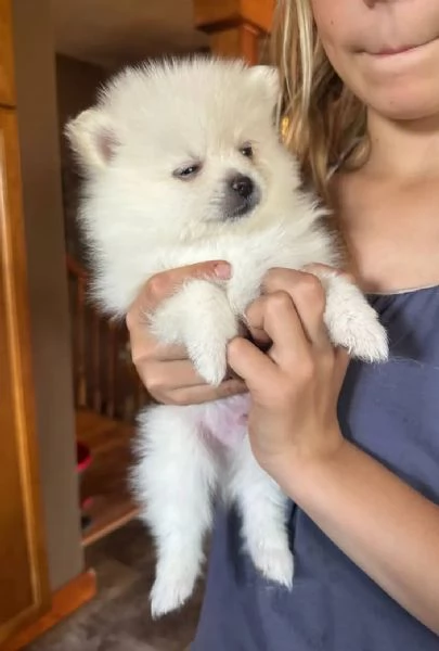 Pomeranian toy cuccioli maschio e femmina | Foto 1