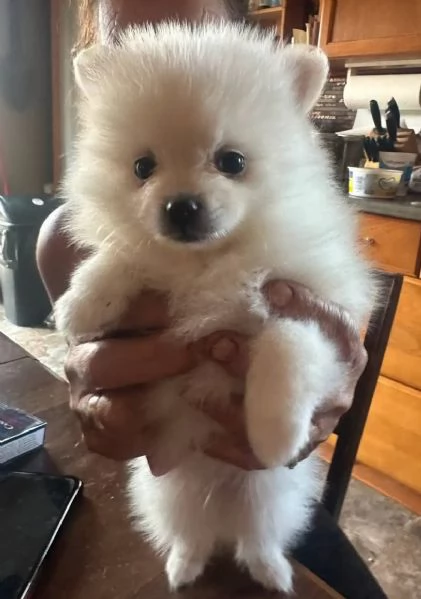 Pomeranian toy cuccioli maschio e femmina