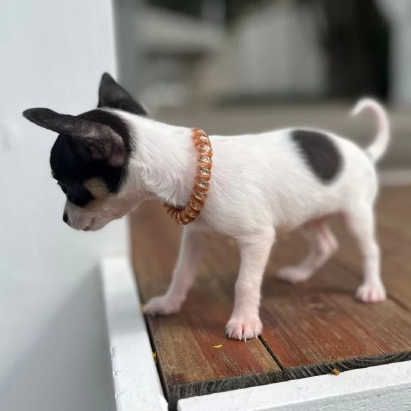 Chihuahua toy cuccioli maschio e femmina | Foto 0