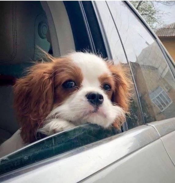 Cavalier King Charles cuccioli maschio e femmina