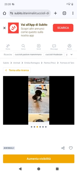 Cuccioli maremmanoPitbull 