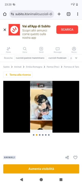 Cuccioli maremmanoPitbull  | Foto 6