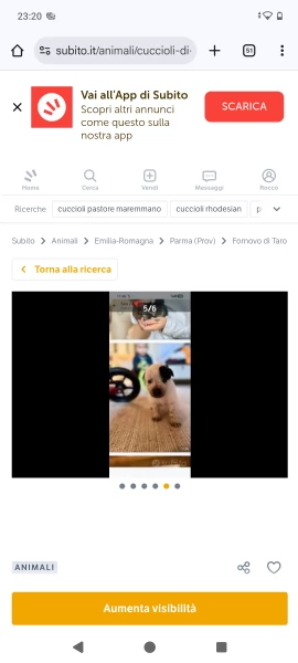 Cuccioli maremmanoPitbull  | Foto 5
