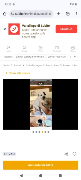 Cuccioli maremmanoPitbull  | Foto 4