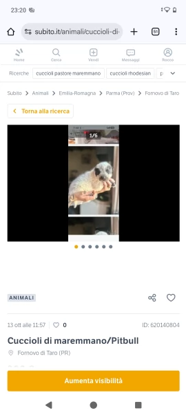 Cuccioli maremmanoPitbull  | Foto 1