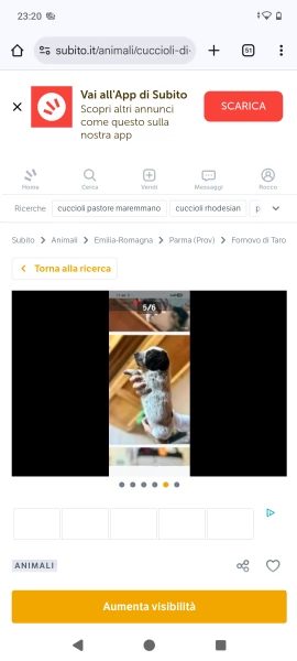 Cuccioli maremmanoPitbull  | Foto 0