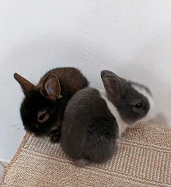 Bellissimi coniglietti nani
