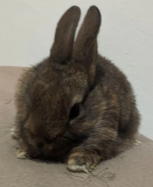 Bellissimi coniglietti nani