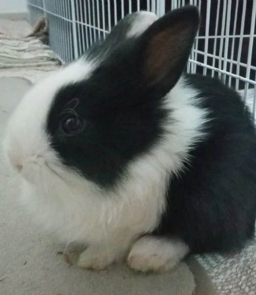 Bellissimi coniglietti nani | Foto 2