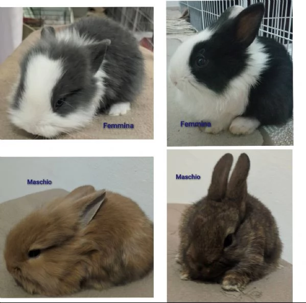 Bellissimi coniglietti nani | Foto 1