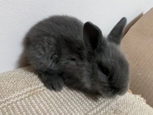 Bellissimi coniglietti nani | Foto 4