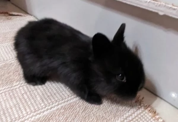 Bellissimi coniglietti nani | Foto 3