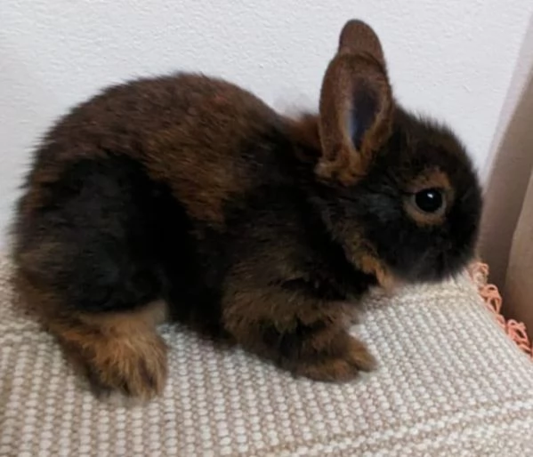 Bellissima  coniglietti nana