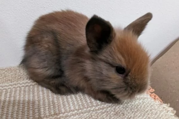 Bellissimi coniglietti nani | Foto 2