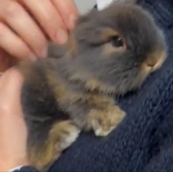 Bellissima  coniglietti nana | Foto 2