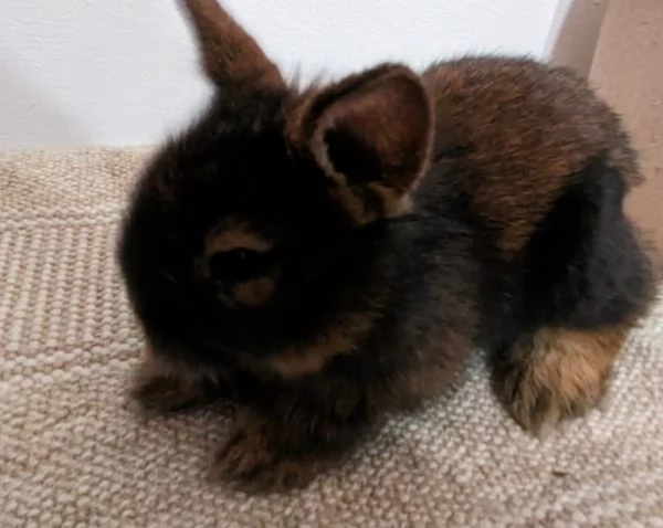 Bellissima  coniglietti nana | Foto 1