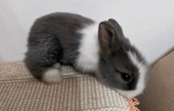 Bellissimi coniglietti nani | Foto 1