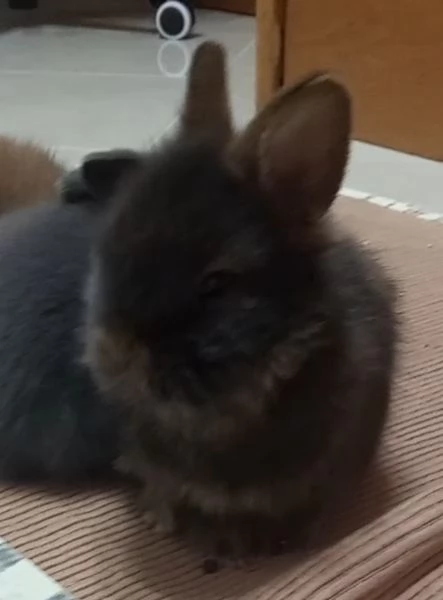 Bellissima  coniglietti nana | Foto 0