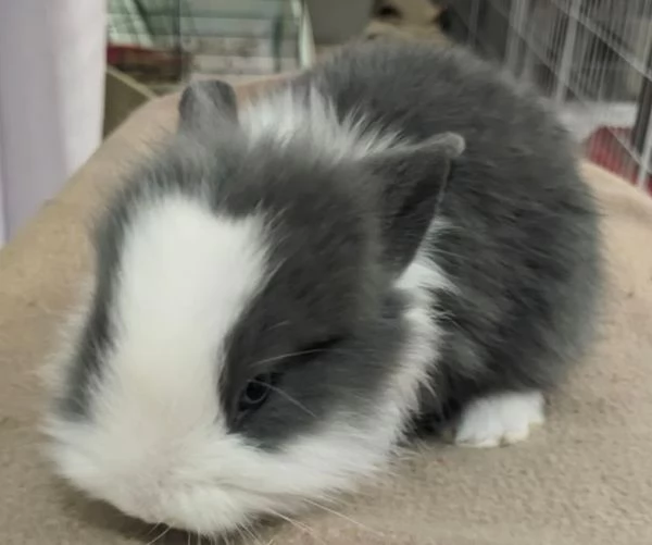 Bellissimi coniglietti nani | Foto 0