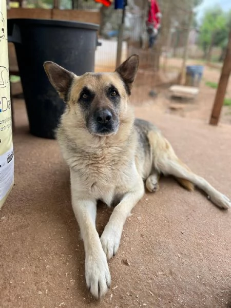BATUFFOLO CERCA CASA | Foto 0