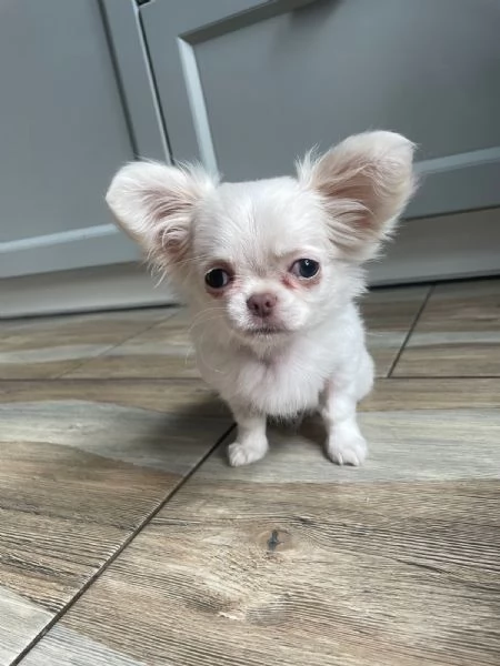Bellissima femminuccia di Chihuahua  taglia piccola  disponibile da fine novembre  inizio dicembr