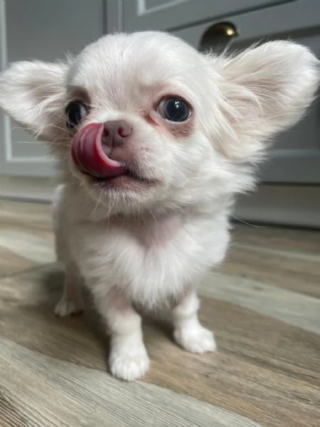 Bellissima femminuccia di Chihuahua  taglia piccola  disponibile da fine novembre  inizio dicembr | Foto 3