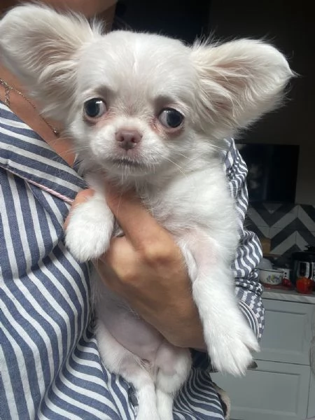 Bellissima femminuccia di Chihuahua  taglia piccola  disponibile da fine novembre  inizio dicembr | Foto 2