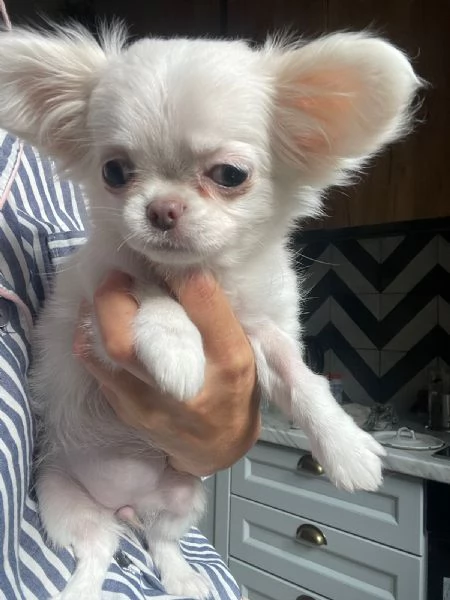 Bellissima femminuccia di Chihuahua  taglia piccola  disponibile da fine novembre  inizio dicembr | Foto 1