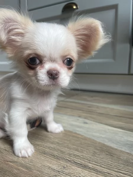 Bellissima femminuccia di Chihuahua  taglia piccola  disponibile da fine novembre  inizio dicembr | Foto 0
