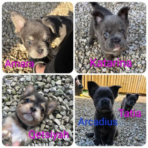 Cuccioli di bulldog francese 