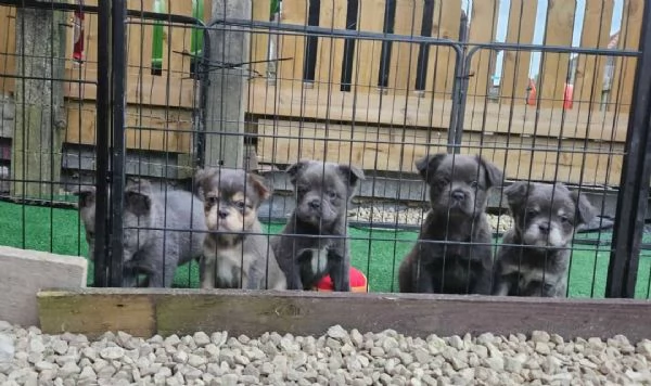Cuccioli di bulldog francese  | Foto 0