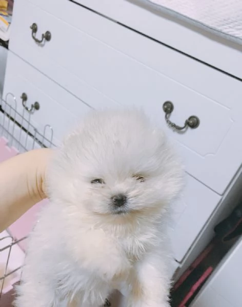 Cucciolo di Pomerania mini Toy maschio e femmina di 12 settimane | Foto 2