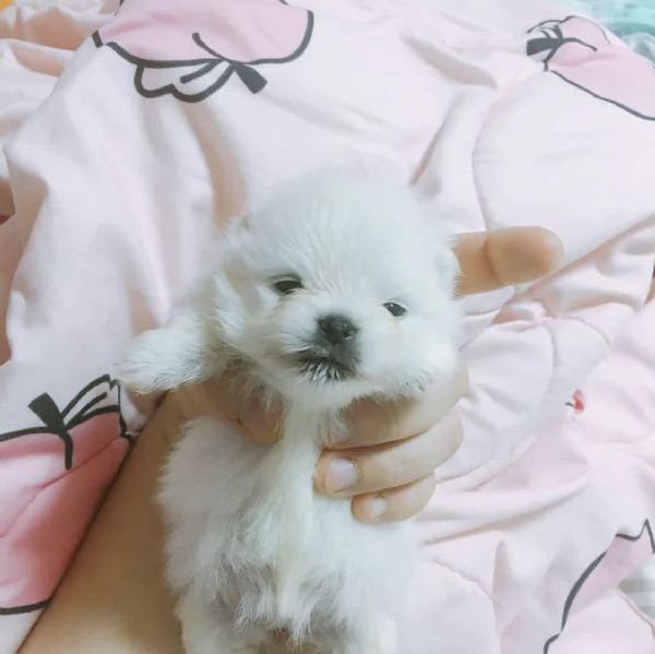Cucciolo di Pomerania mini Toy maschio e femmina di 12 settimane | Foto 1