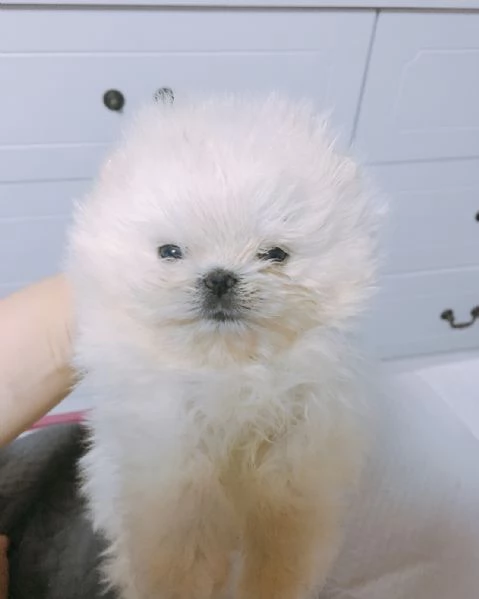 Cucciolo di Pomerania mini Toy maschio e femmina di 12 settimane | Foto 0