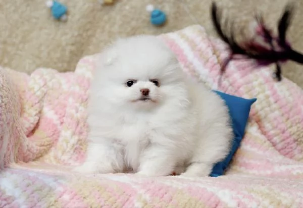 Cuccioli di Pomerania Mini pronti per ladozione  | Foto 3