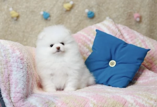 Cuccioli di Pomerania Mini pronti per ladozione  | Foto 1