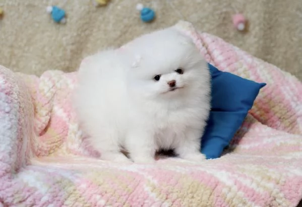 Cuccioli di Pomerania Mini pronti per ladozione  | Foto 0