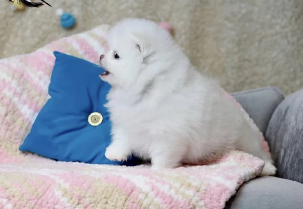 Cuccioli di Pomerania Mini pronti per ladozione 