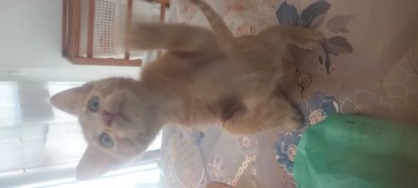 Gattino 