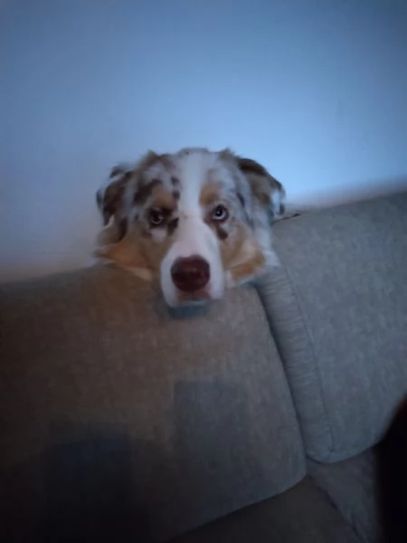 Vendita cane